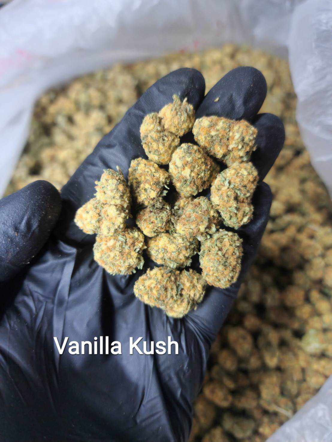 Vanilla Kush