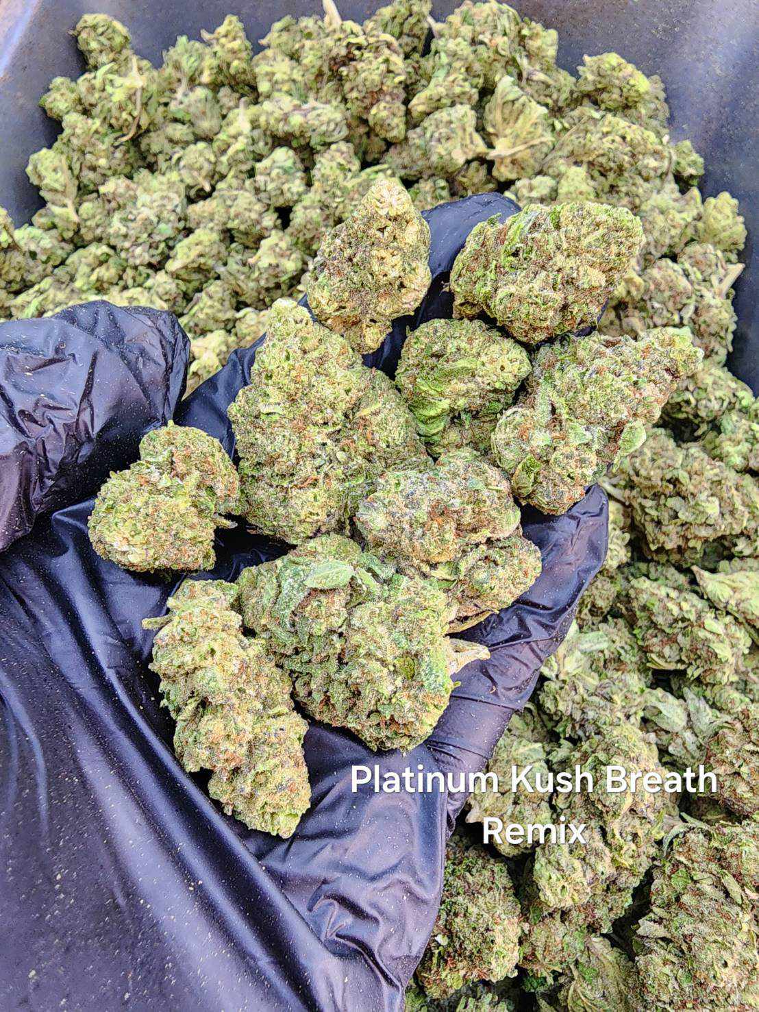 Platinum Kush Breath