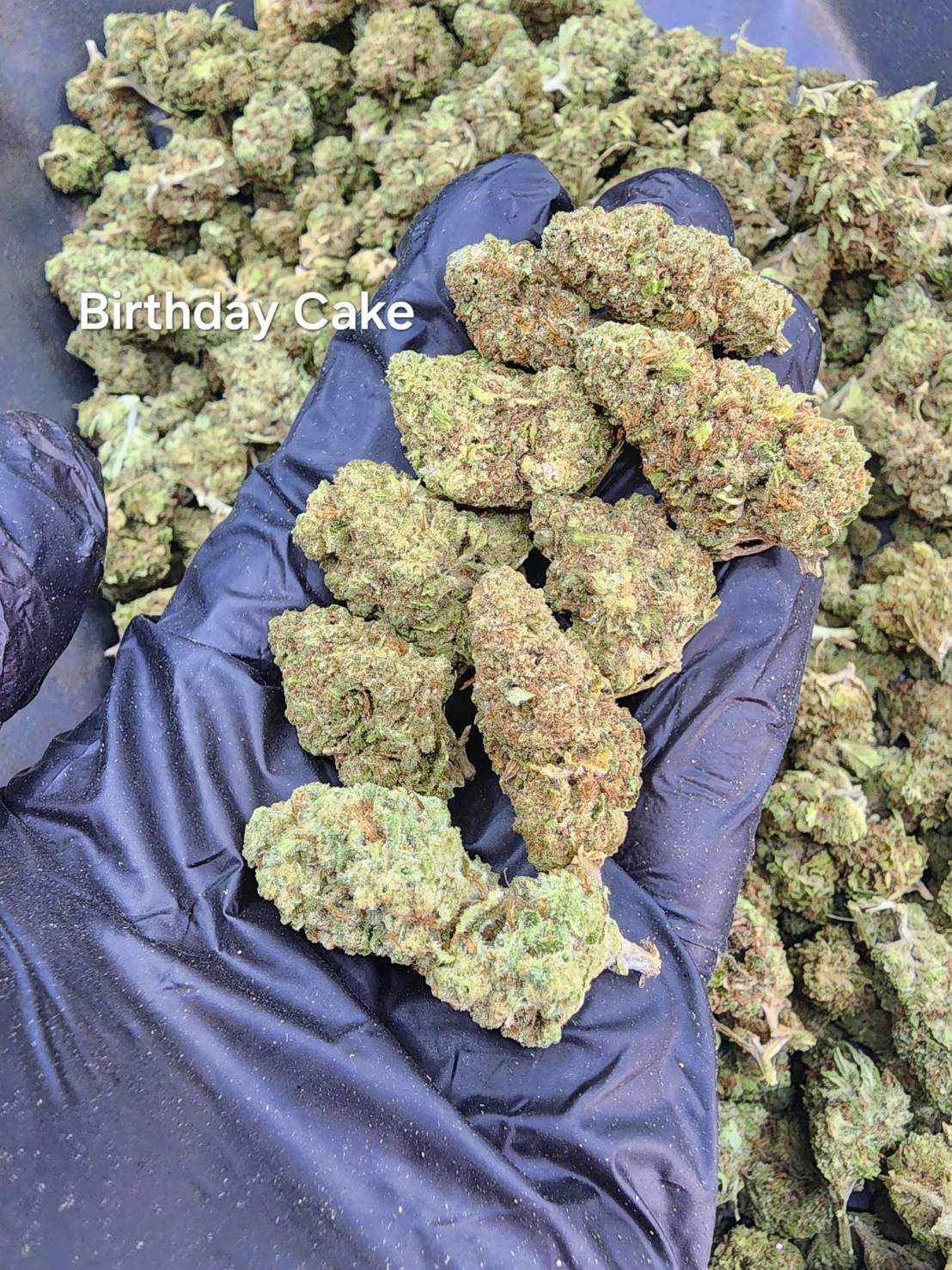 Birthday Cake