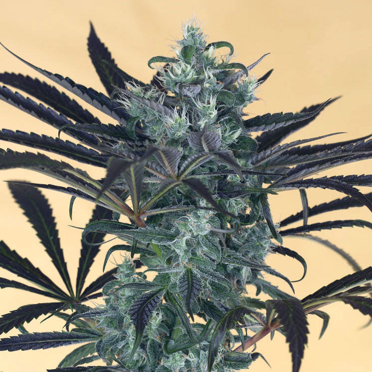 Blueberry Headband / บลูเบอร์รี่ เฮดแบนด์