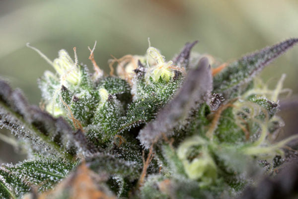 Blueberry Headband / บลูเบอร์รี่ เฮดแบนด์