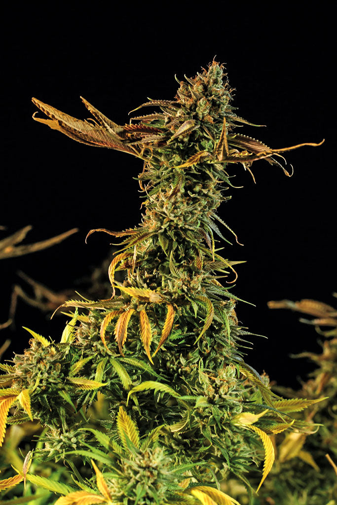 Blueberry Headband / บลูเบอร์รี่ เฮดแบนด์