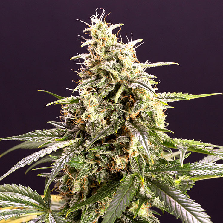 Chem Bomb Auto / เคมบอมบ์ออโต้