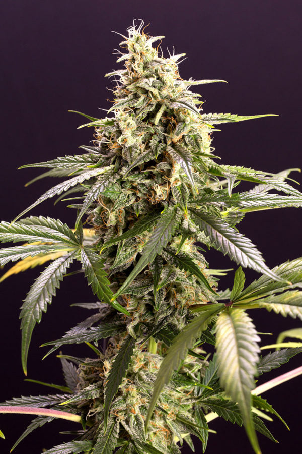 Chem Bomb Auto / เคมบอมบ์ออโต้