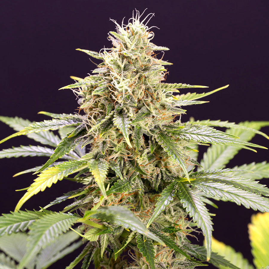 Chocolate Mint OG Auto / ช็อกโกแลตมิ้นท์ โอจี ออโต้
