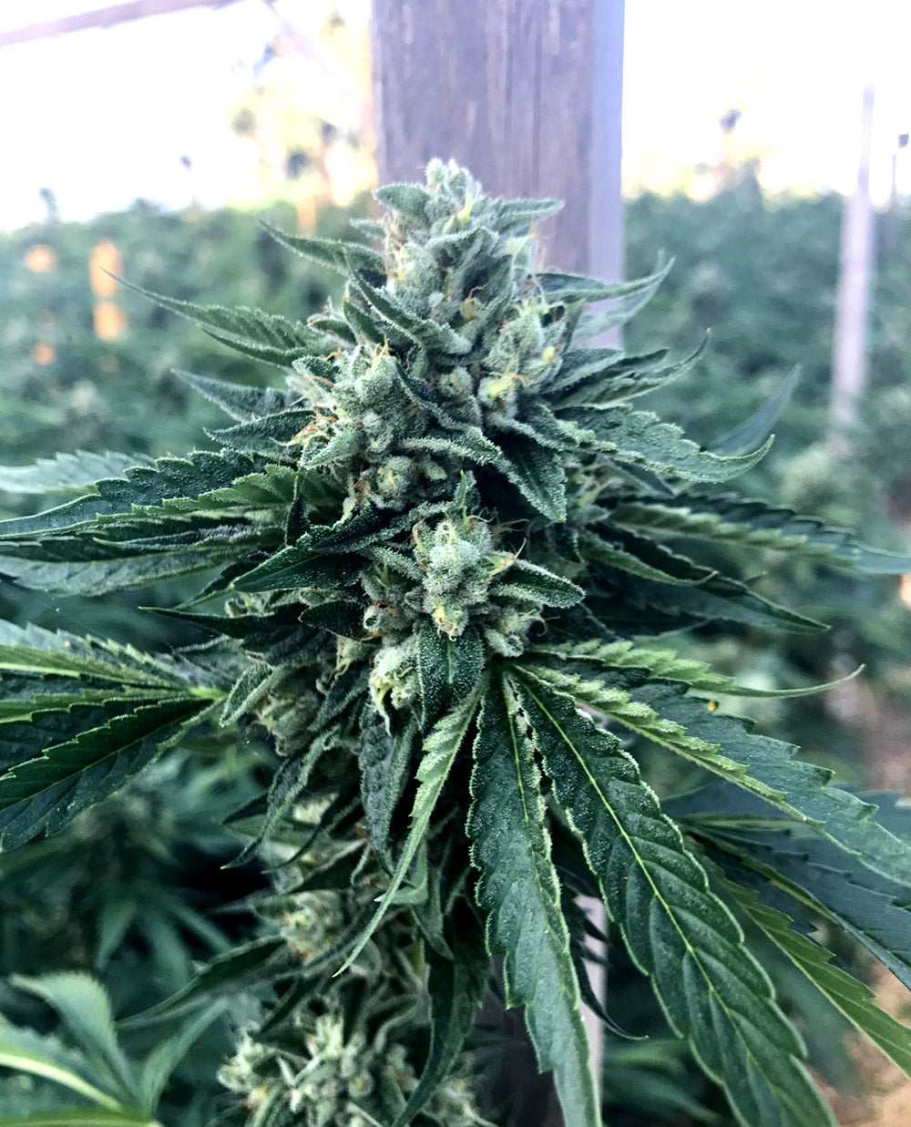 Cinnamon Buddha OG / ชินนาม่อน บุดด้า โอจี