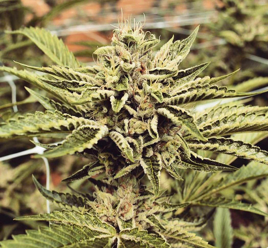 Cinnamon Buddha OG / ชินนาม่อน บุดด้า โอจี