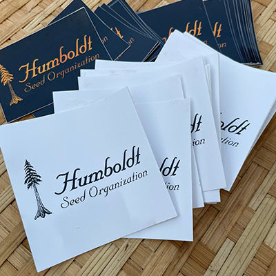 Chocolate Mint OG Auto / ช็อกโกแลตมิ้นท์ โอจี ออโต้