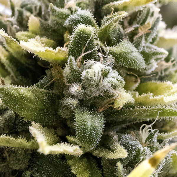 OG Kush Auto / โอจี กุส ออโต้