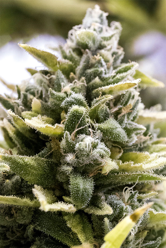 OG Kush Auto / โอจี กุส ออโต้