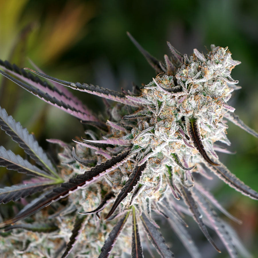 Peanut Butter Breath (fast flowering) / พีนัท บัตเตอร์ เบรท (ออกดอกเร็ว)
