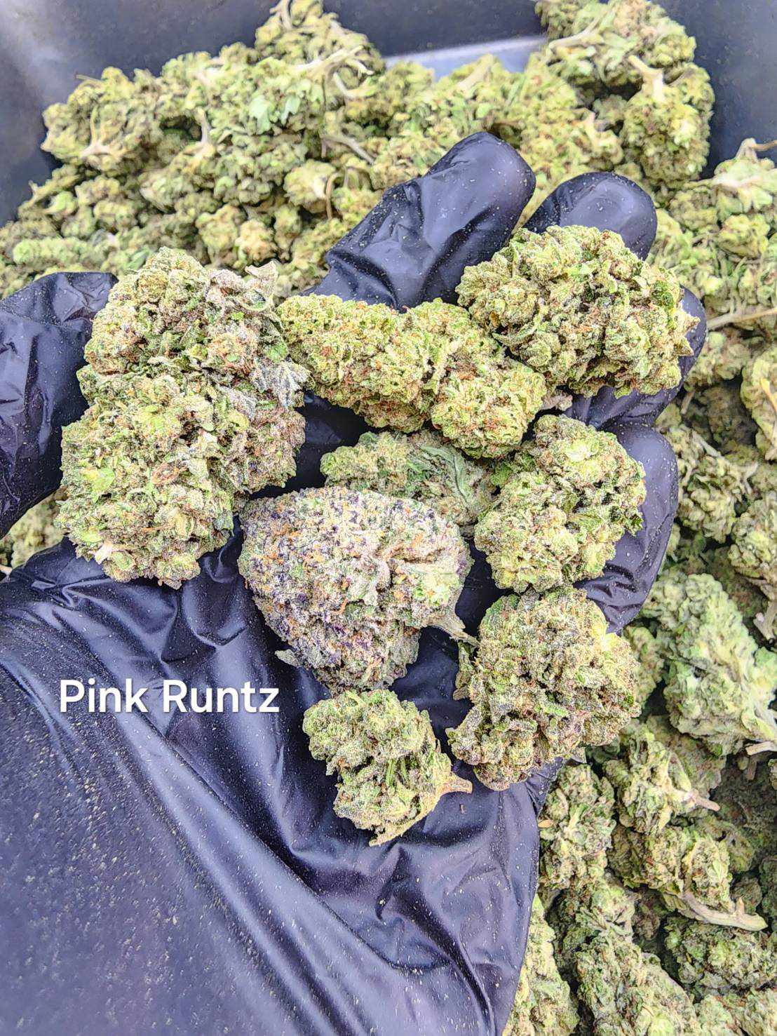 Pink Runtz