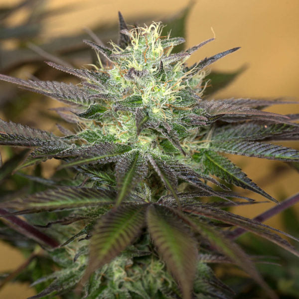 Sapphire OG / แซฟไฟร์ OG
