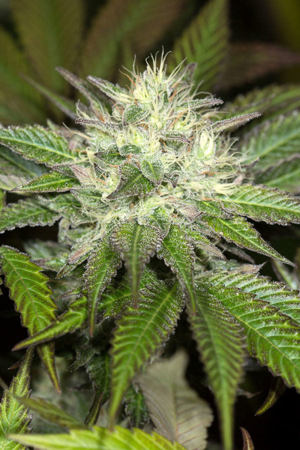 Sapphire OG / แซฟไฟร์ OG