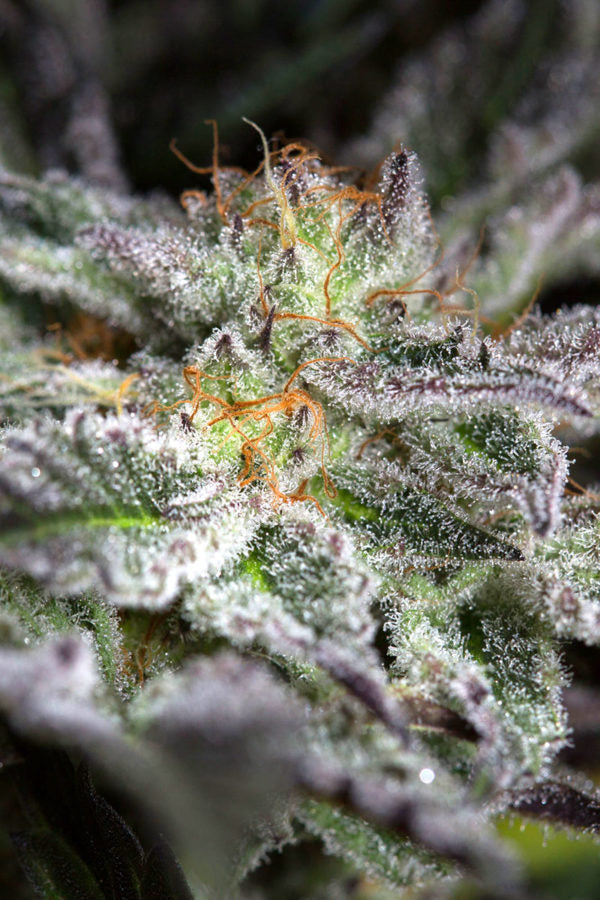 Sapphire OG / แซฟไฟร์ OG
