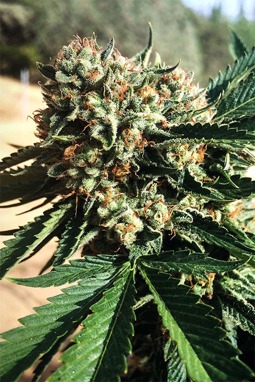 Sapphire OG / แซฟไฟร์ OG