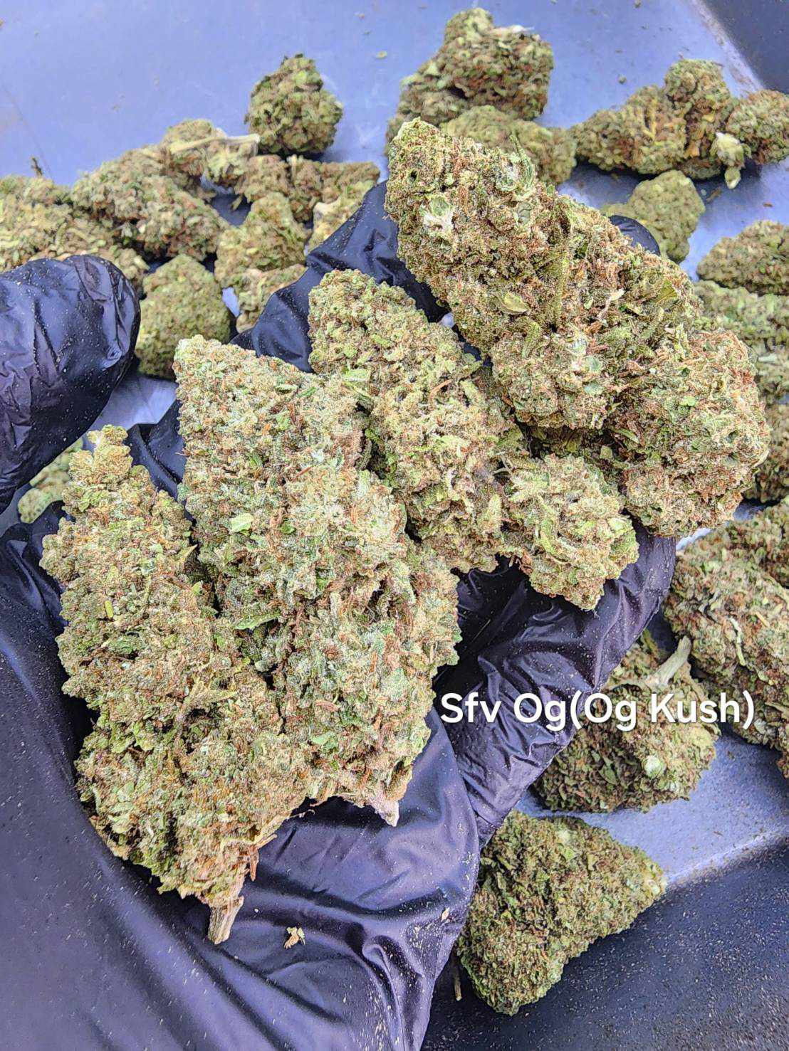 SFV OG (San Fernando Valley OG)