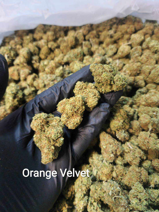 Orange Velvet