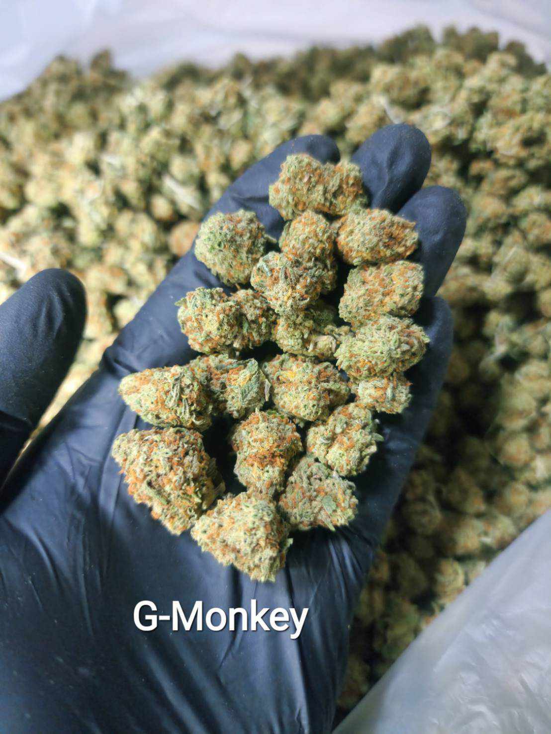 Gas Monkey