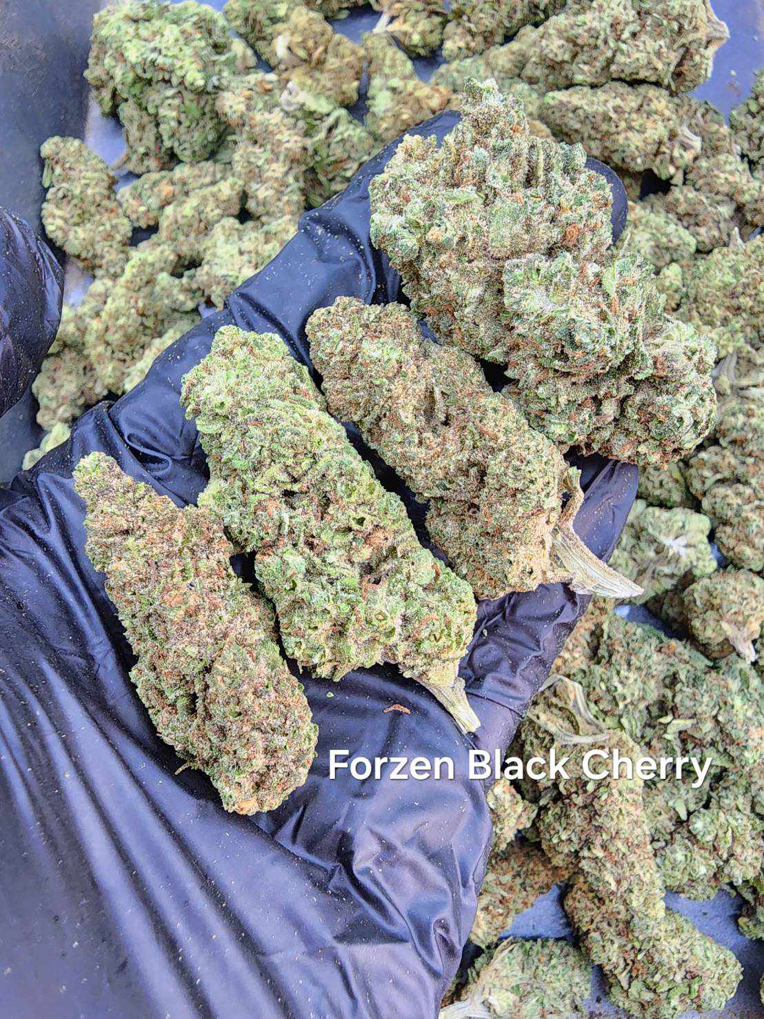 Frozen Black Cherry