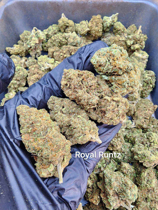 Royal Runtz