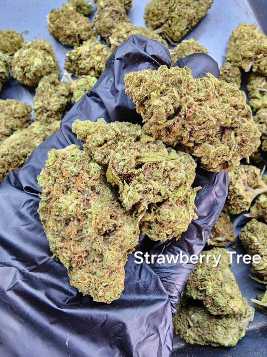 Strawberry Tree