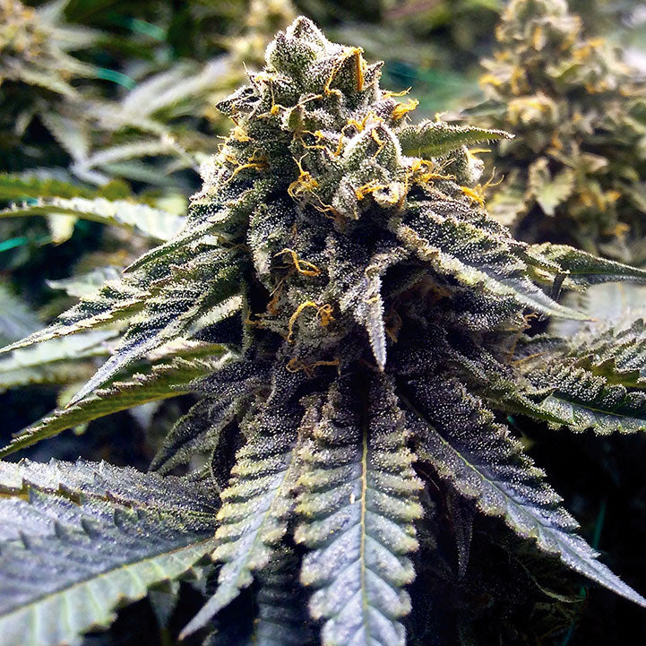 Chocolate Mint OG 2.0 / ช็อกโกแลตมิ้นต์ O.G. 2.0