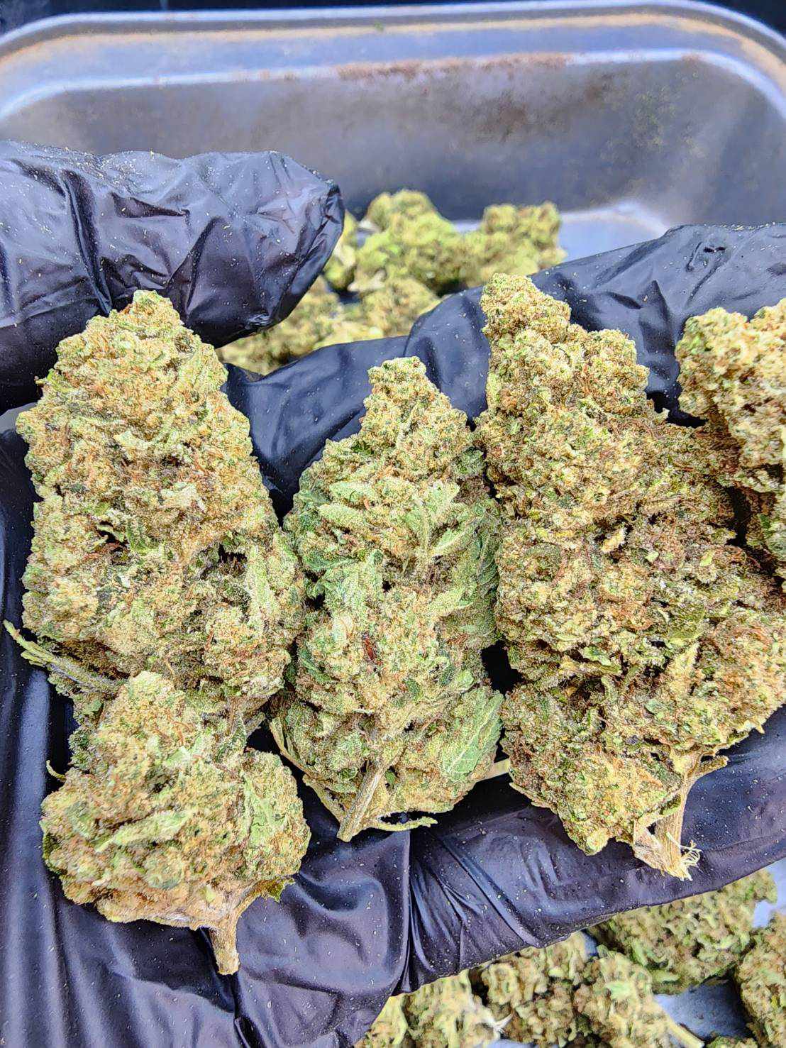 Gorilla Zkittles