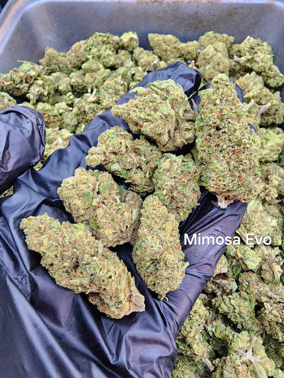 Mimosa