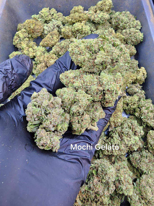 Mochi Gelato